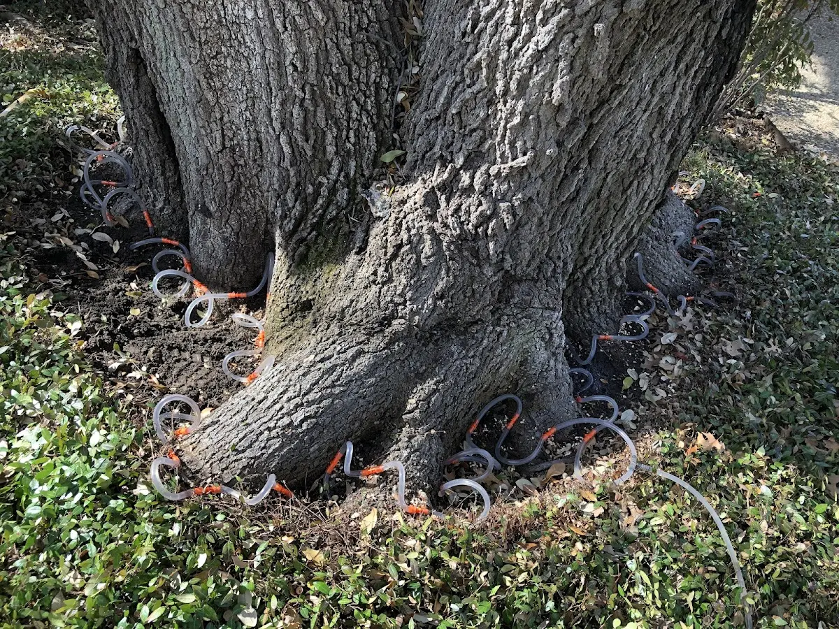Detailed Shrub and Hedge Trimming job site in Orange Park